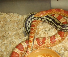 hybrid K/C X female corn