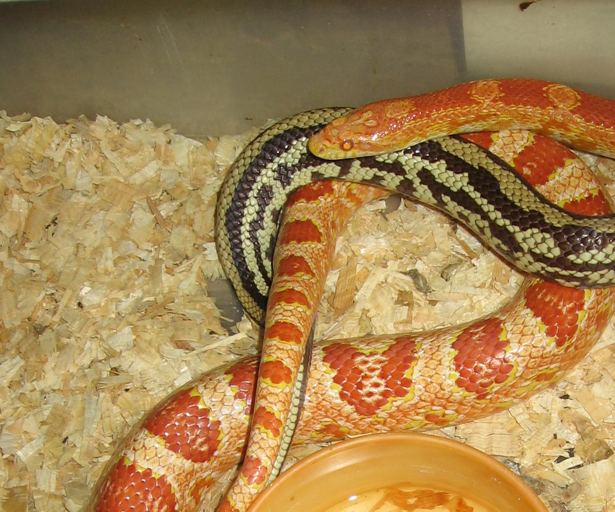 hybrid K/C X female corn