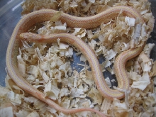 2005 hybrid kingcorn