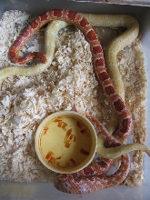Amel Corn X Kingcorn