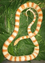male kingcorn third generation