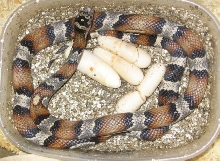 grayband  kingcorn hybrid with eggs