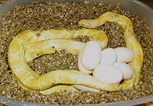 hybrid king/corn with eggs