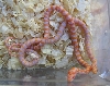 pair albino hybrids