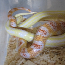 3rd 2008 king/corn pair