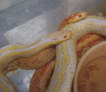 king/corn hybrids mating