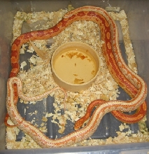 4th hybrid pair 2008