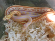 2005 hybrid kingcorn babies
