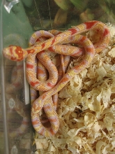 young King/corn hybrids