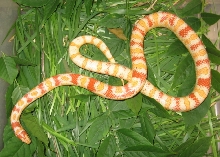 third generation hybrid  kingcorn