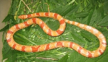 Hybrid male kingcorn