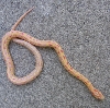 2007 albino hybrid king corn
