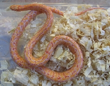 Speckled albino king corn hybrid
