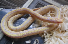 striped 2005 youngster..