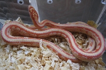 red striped hybrid kingcorn