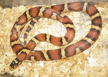 Thayeri hybrid X king/corn
