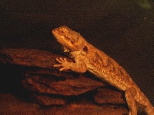 Sandy, showing off