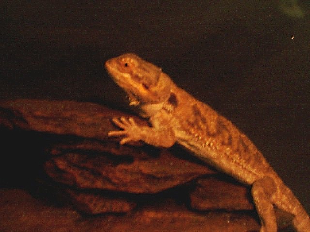 Sandy, showing off