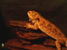 Sandy, again