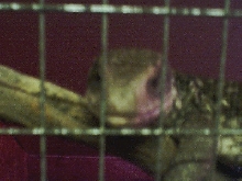 Liz, Closeup
