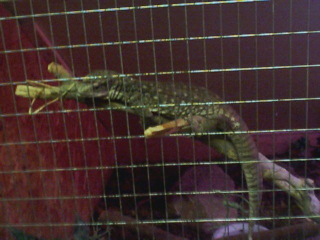 Liz, hanging out in the tree.