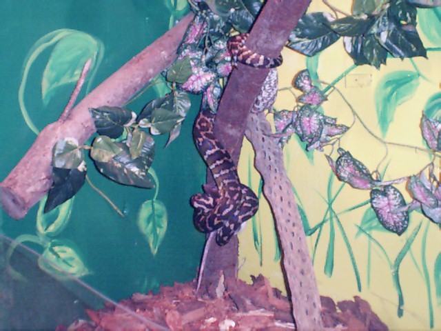 Shaggy, Eating