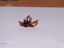 please tell me what type of bee this is.