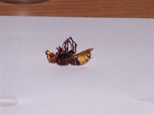 please tell me what type of bee this is.
