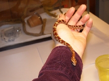 Antioch - Normal Cornsnake 5 mnths