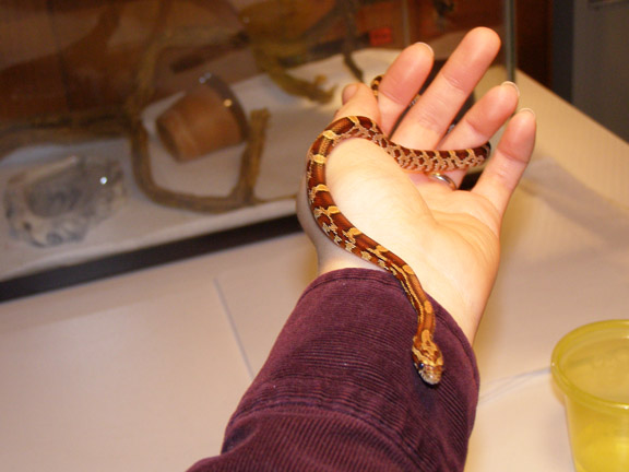 Antioch - Normal Cornsnake 5 mnths