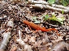 What lizard is this?