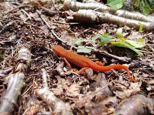 What lizard is this?