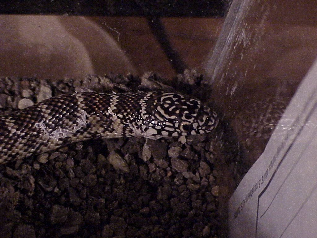 Shedding Brooks
