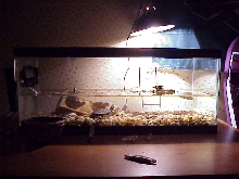 My turtle tank
