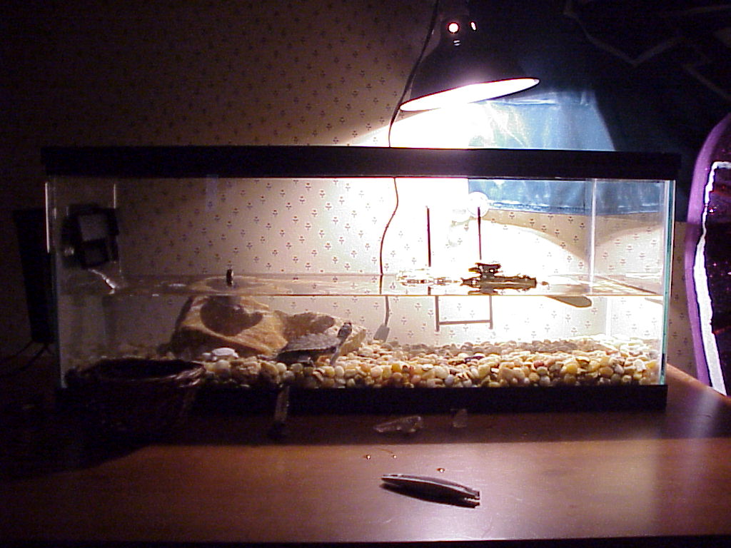 My Turtle Tank
