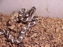 JuvenileBlackRat