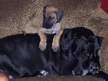Bristol and Smudge