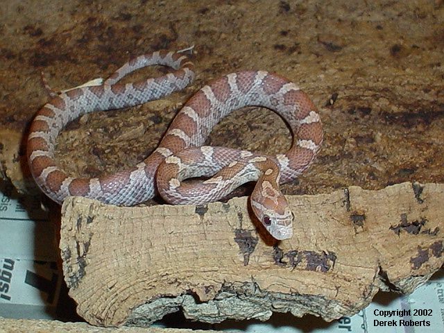 Male Lavender Corn