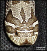 Hognose Head