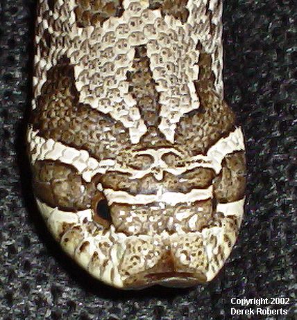 Hognose Head