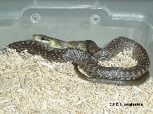 Female Aesculapian Ratsnake