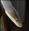 Headshot of male Olive python
