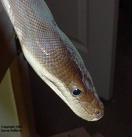 Headshot of male Olive python