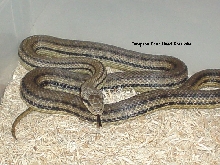 Female European Four Lined Ratsnake