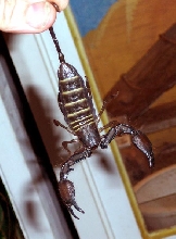 Unknown Flat-Rock Scorpion