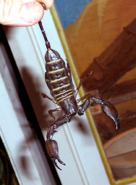 Unknown Flat-Rock Scorpion