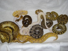 group picture