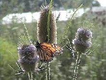 monarch basking
