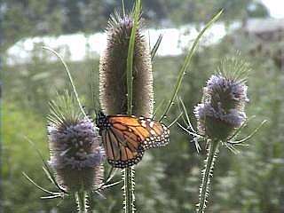 monarch basking