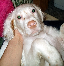 Dakota After Bath